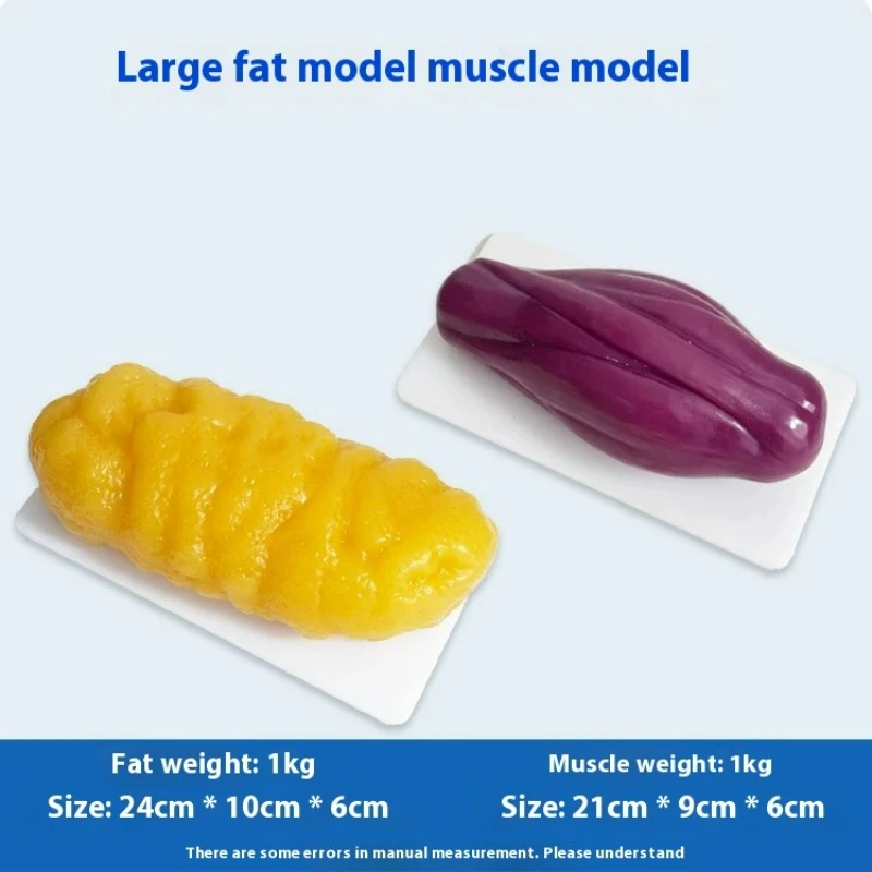 Nutrition Fitness Center - Human Muscle and Fat Replicas Health